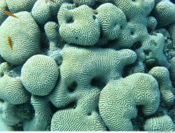 Photo Textures of Underwater World